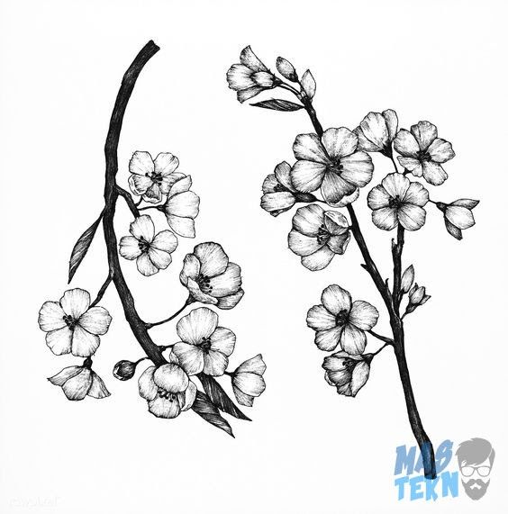 Detail Sketsa Bunga Sakura Nomer 15