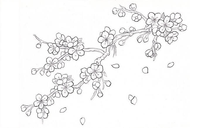 Detail Sketsa Bunga Sakura Nomer 18