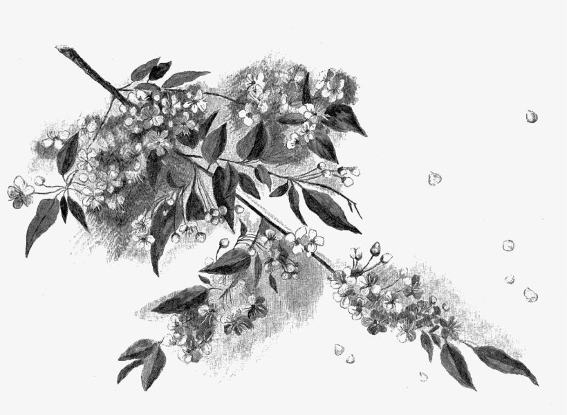 Detail Sketsa Bunga Sakura Nomer 19