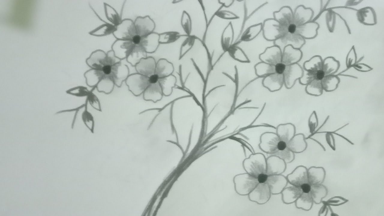 Detail Sketsa Bunga Sakura Nomer 21