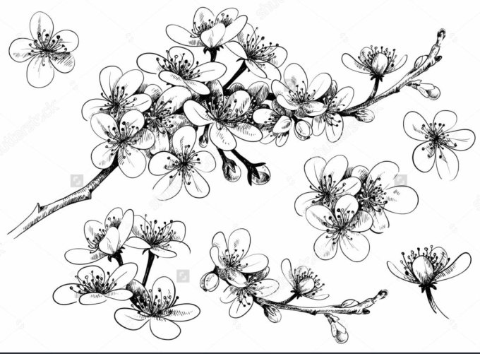 Detail Sketsa Bunga Sakura Nomer 25