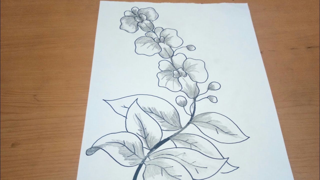 Detail Sketsa Bunga Sakura Nomer 26