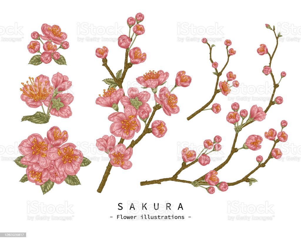 Detail Sketsa Bunga Sakura Nomer 35