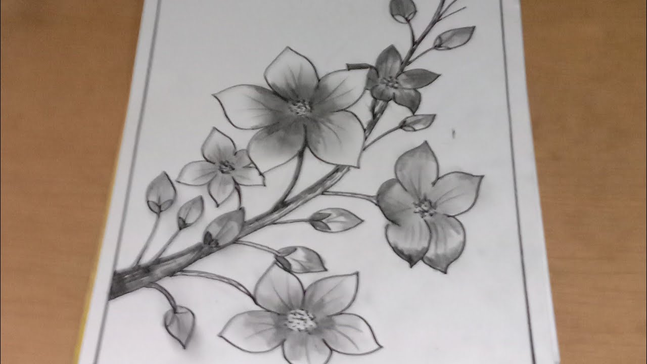 Detail Sketsa Bunga Sakura Nomer 5