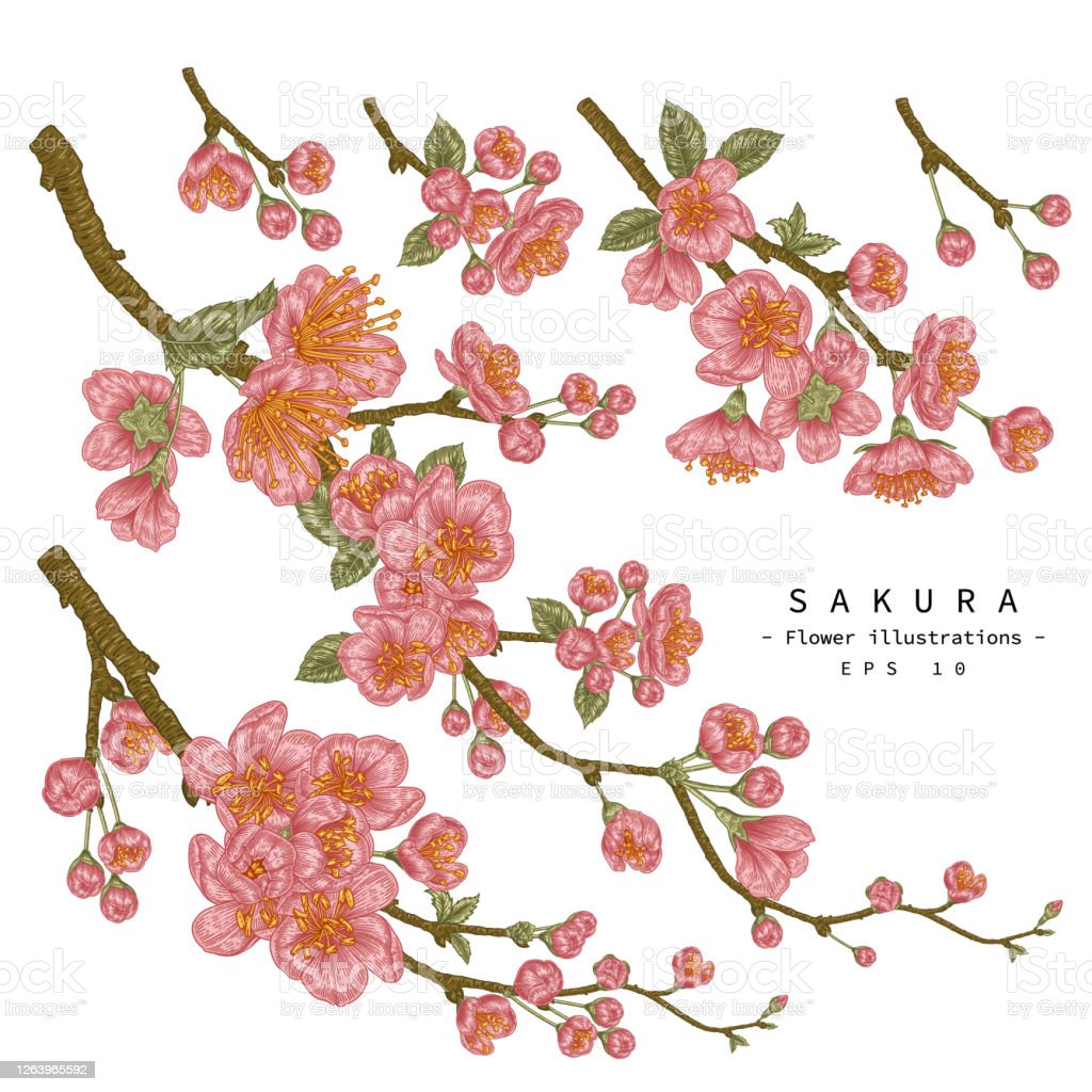 Detail Sketsa Bunga Sakura Nomer 48