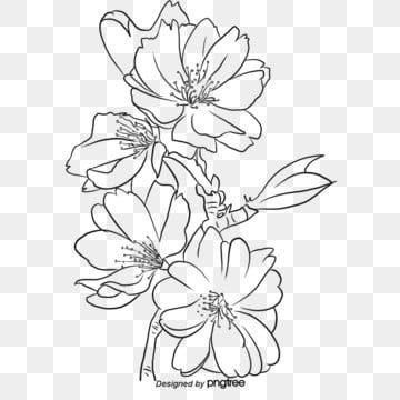 Detail Sketsa Bunga Sakura Nomer 56