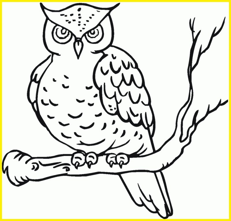 Detail Sketsa Burung Hantu Nomer 11