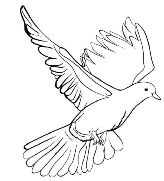 Detail Sketsa Burung Merpati Nomer 12