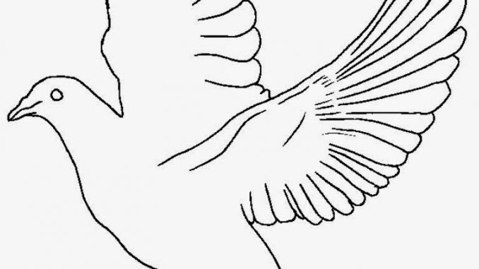 Detail Sketsa Burung Merpati Nomer 47