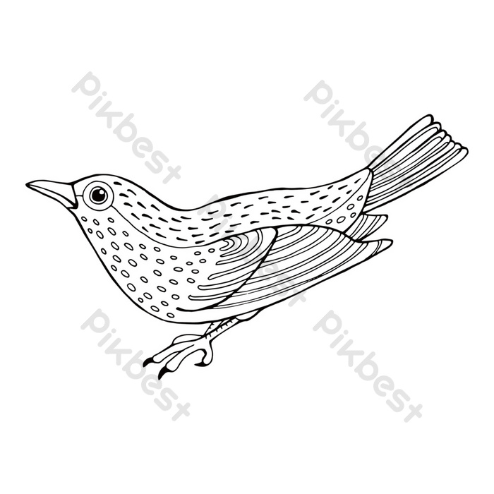 Sketsa Burung Pipit - KibrisPDR