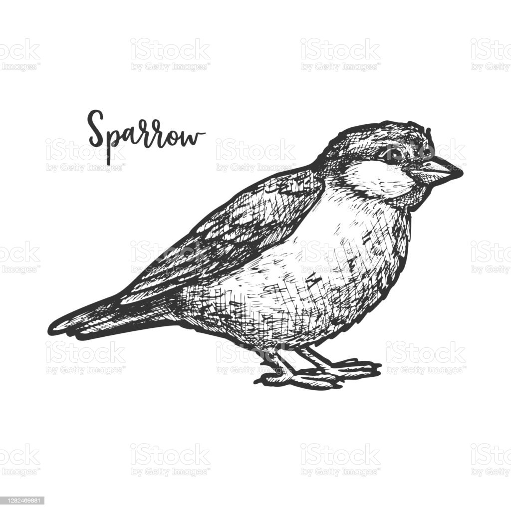 Detail Sketsa Burung Pipit Nomer 2