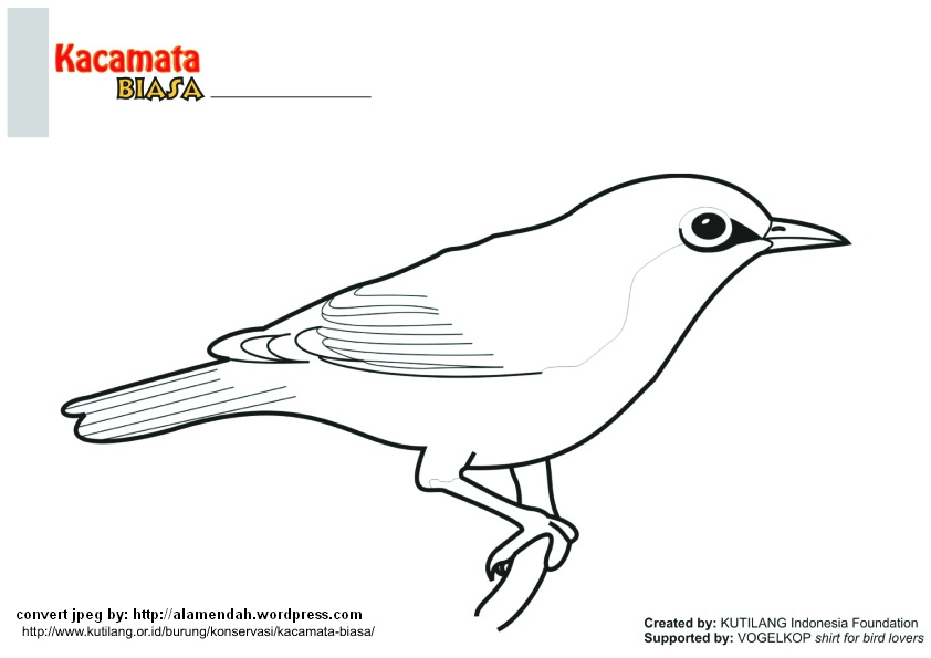 Detail Sketsa Burung Pipit Nomer 11