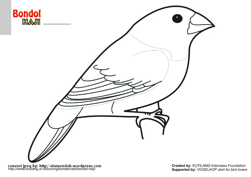 Detail Sketsa Burung Pipit Nomer 15
