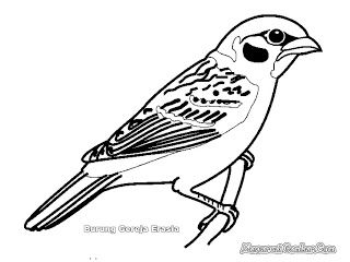 Detail Sketsa Burung Pipit Nomer 17