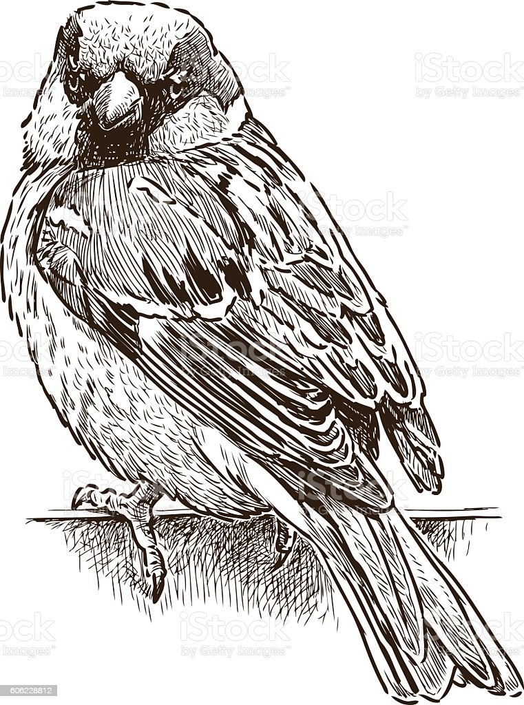 Detail Sketsa Burung Pipit Nomer 3