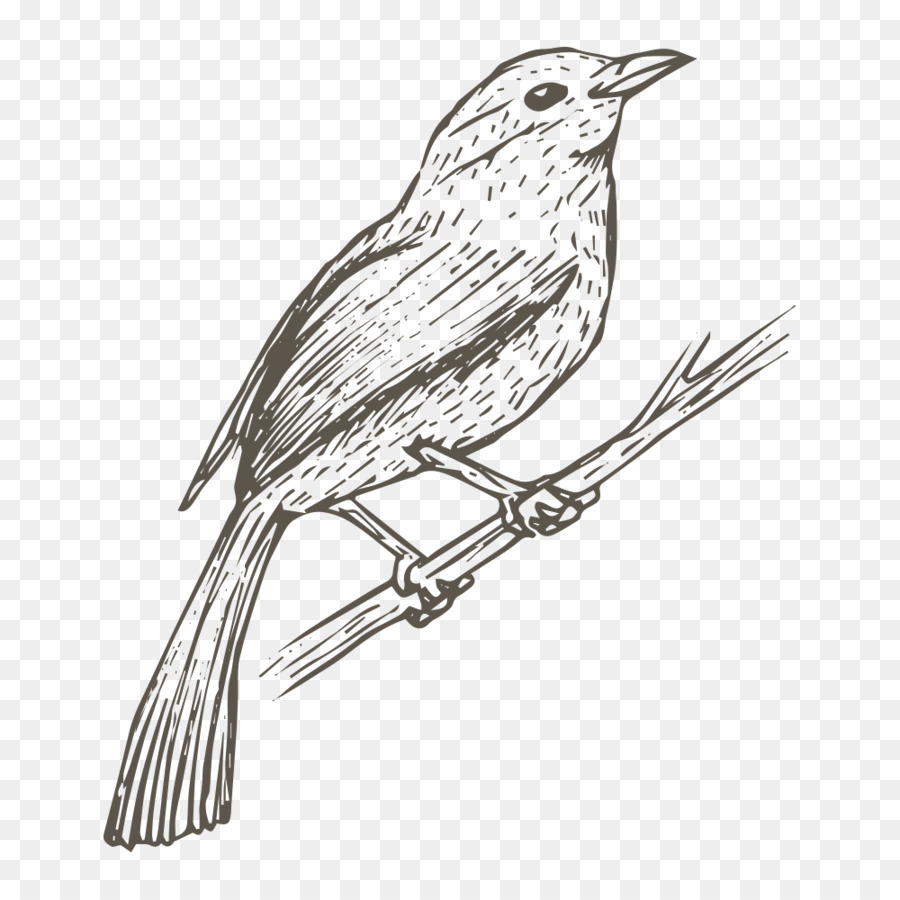 Detail Sketsa Burung Pipit Nomer 4