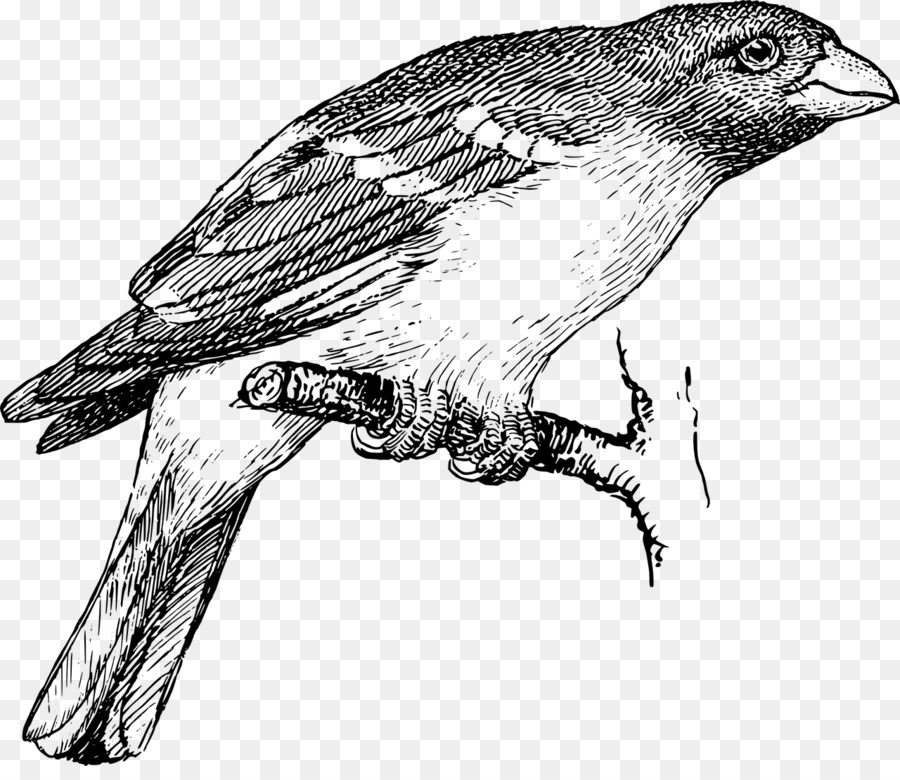 Detail Sketsa Burung Pipit Nomer 31