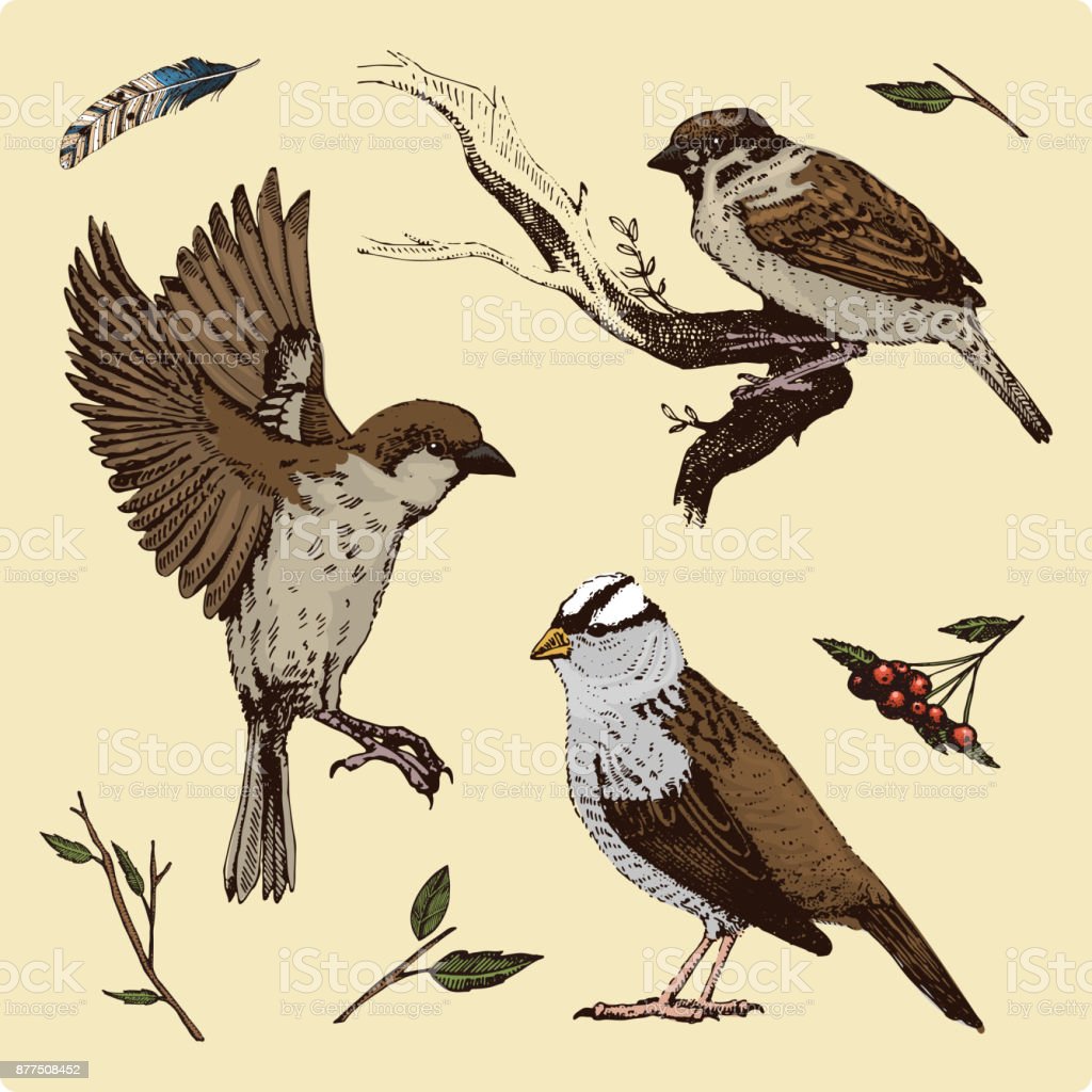 Detail Sketsa Burung Pipit Nomer 32