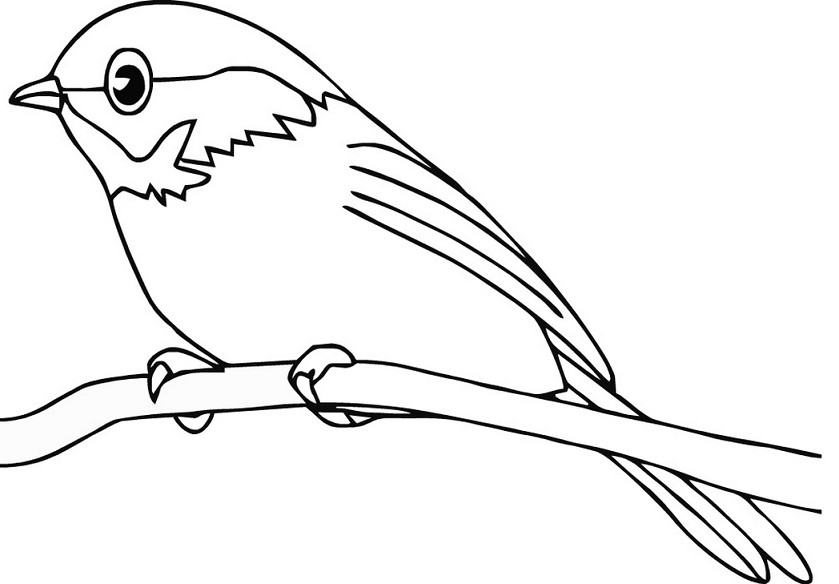 Detail Sketsa Burung Pipit Nomer 33