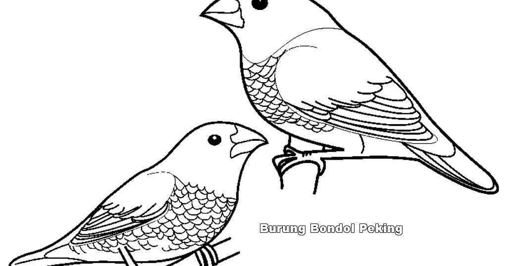 Detail Sketsa Burung Pipit Nomer 35