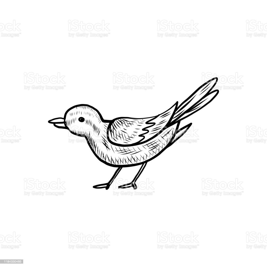 Detail Sketsa Burung Pipit Nomer 5