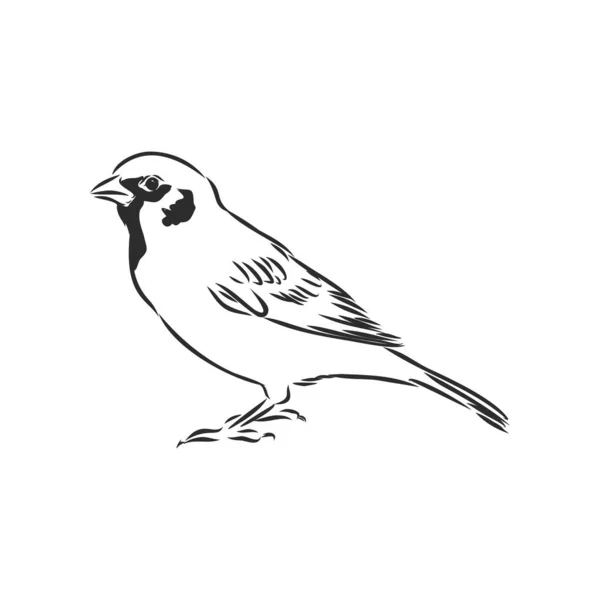 Detail Sketsa Burung Pipit Nomer 7