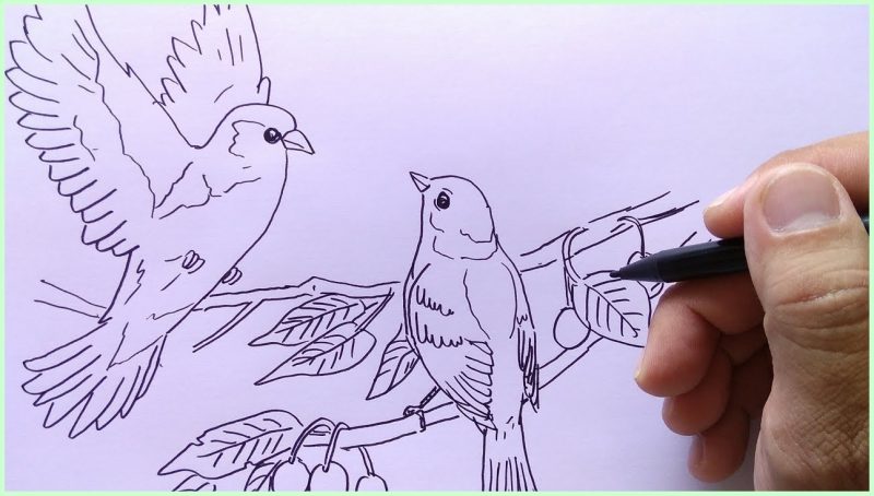 Detail Sketsa Burung Pipit Nomer 8