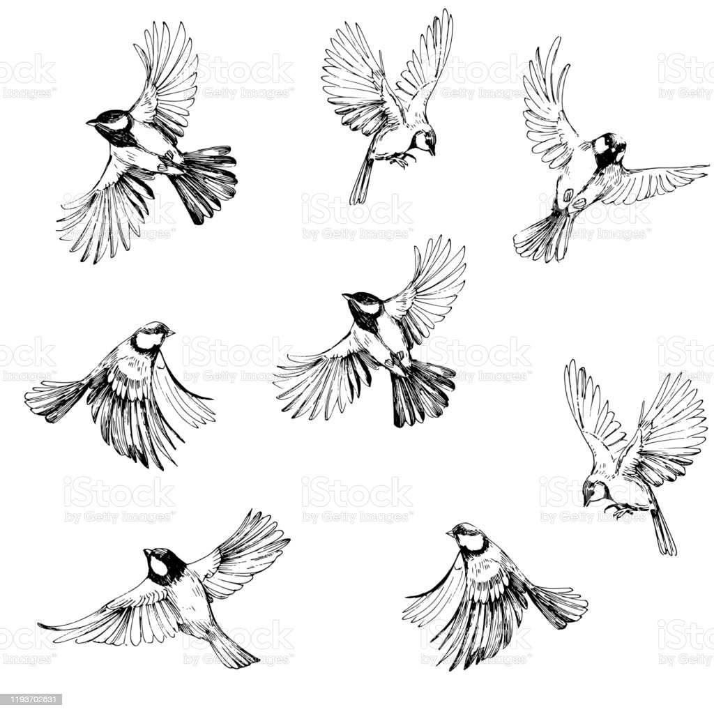 Detail Sketsa Burung Terbang Nomer 4