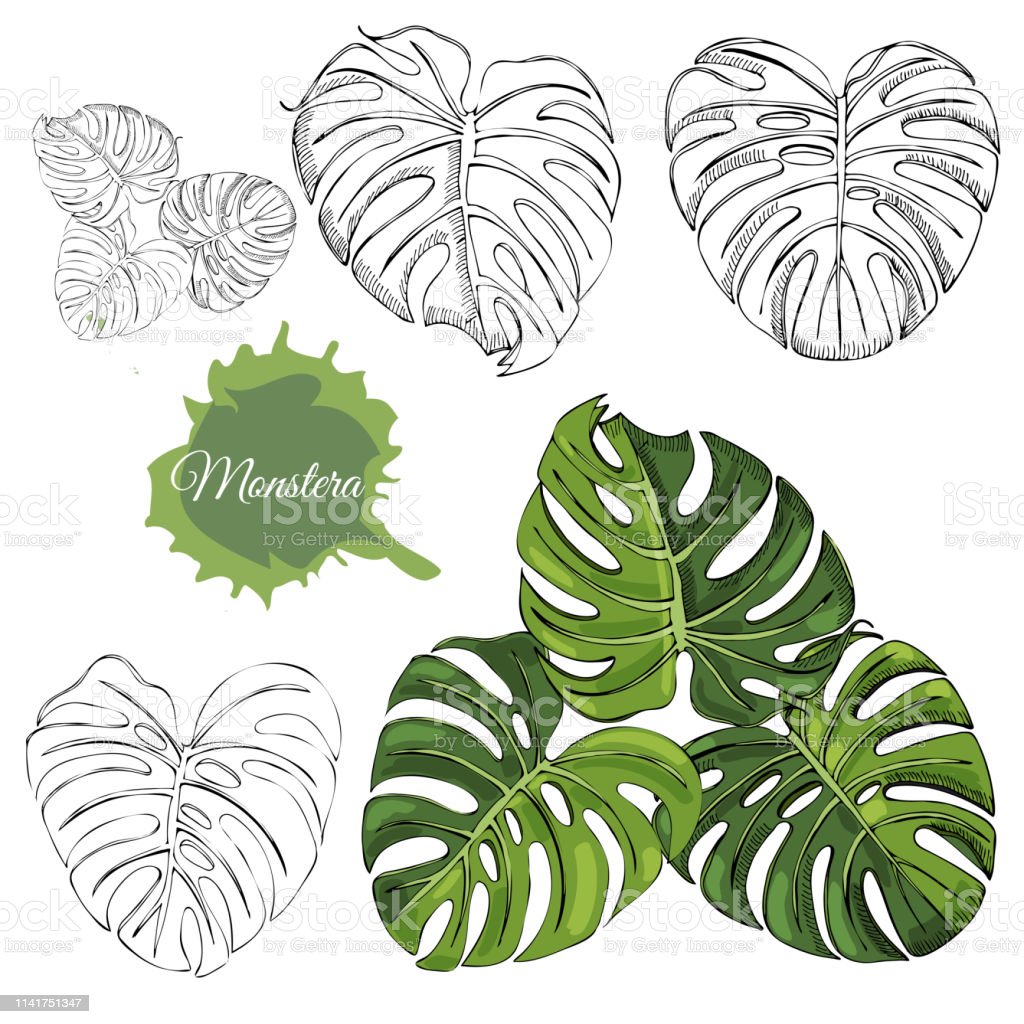 Sketsa Daun Monstera - KibrisPDR