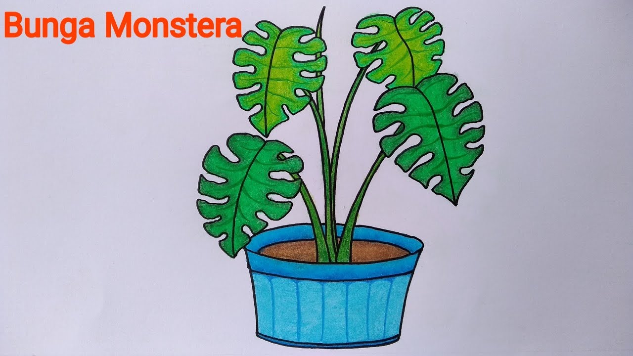 Detail Sketsa Daun Monstera Nomer 30