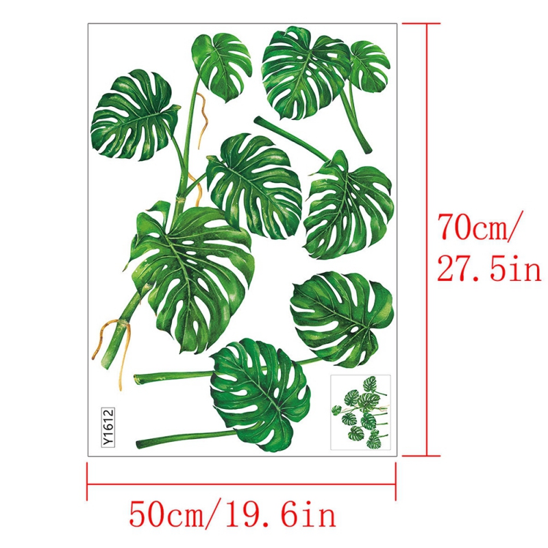 Detail Sketsa Daun Monstera Nomer 57