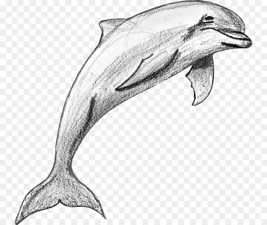 Detail Sketsa Dolphin Nomer 19