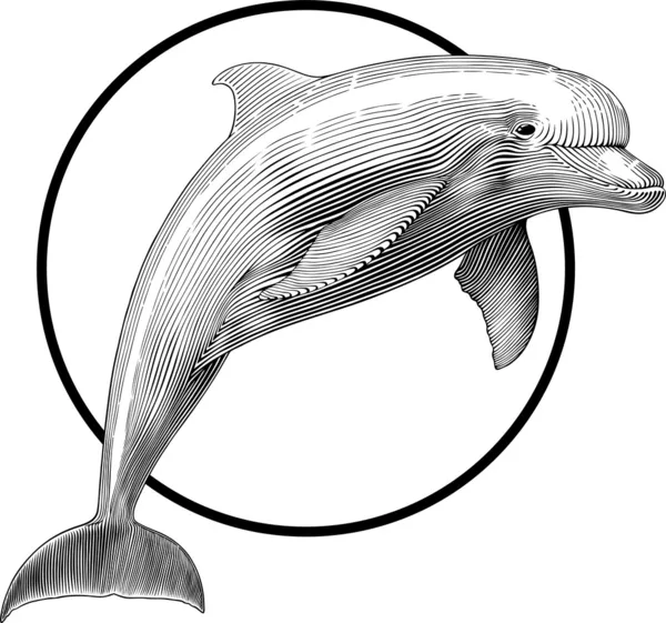 Detail Sketsa Dolphin Nomer 27