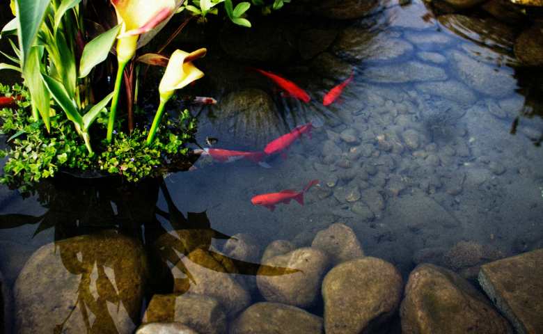 Detail Sketsa Ekosistem Kolam Sketsa Gambar Ikan Dan Kolam Nomer 20