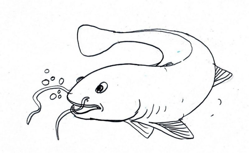 Detail Sketsa Ekosistem Kolam Sketsa Gambar Ikan Dan Kolam Nomer 5