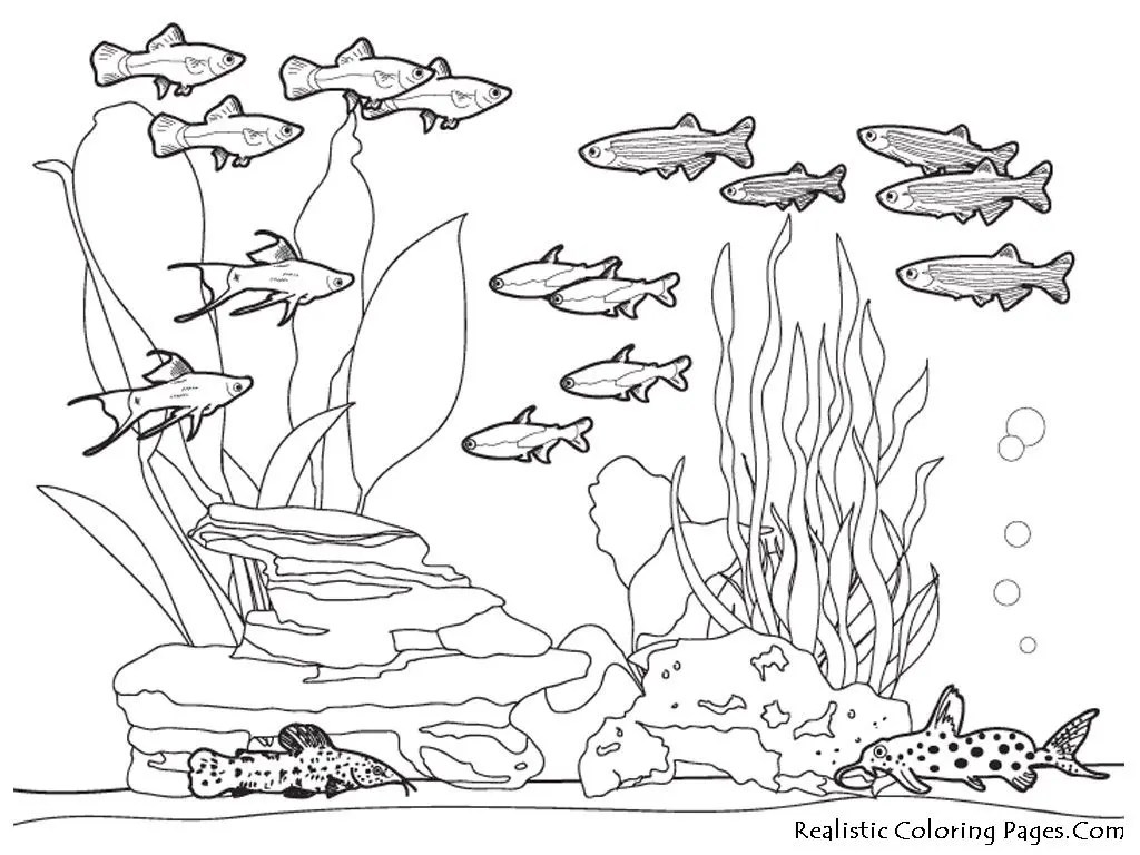 Detail Sketsa Gambar Aquarium Nomer 15