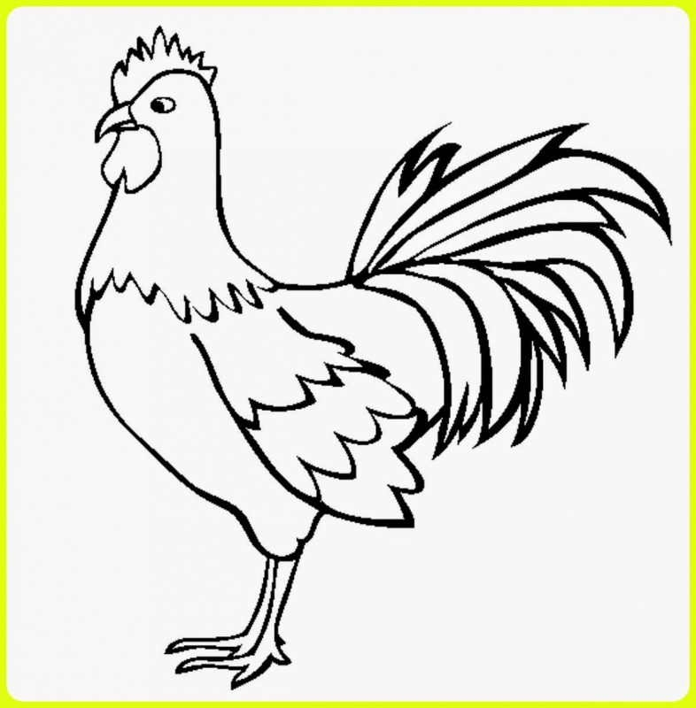 Detail Sketsa Gambar Ayam Nomer 2