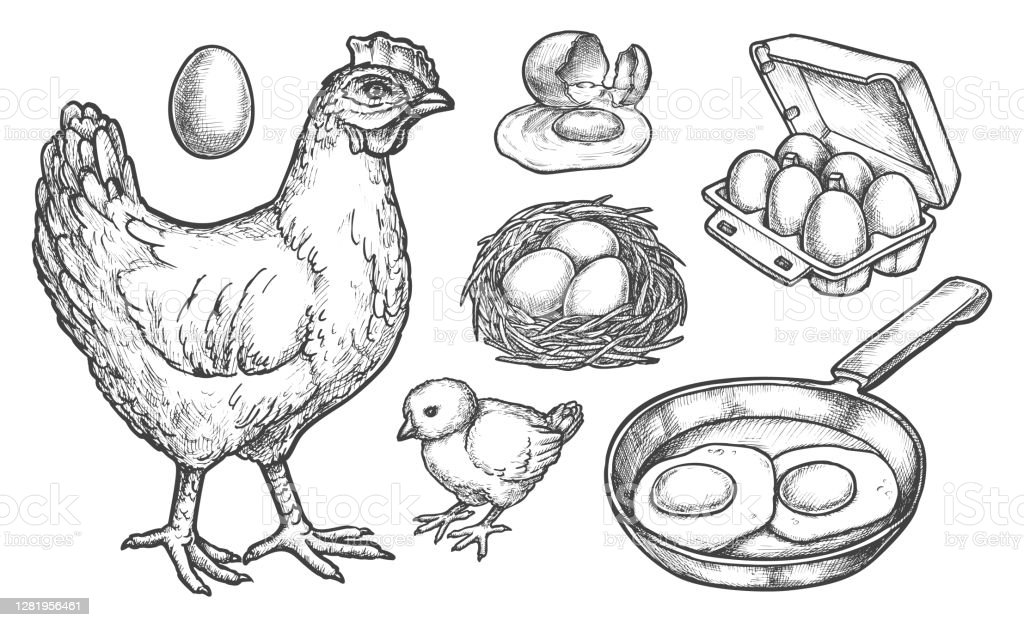 Detail Sketsa Gambar Ayam Nomer 33