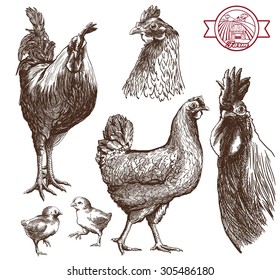 Detail Sketsa Gambar Ayam Nomer 44