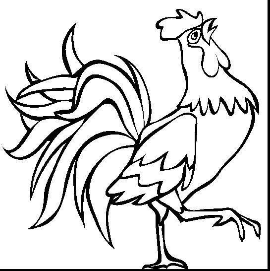 Detail Sketsa Gambar Ayam Nomer 47