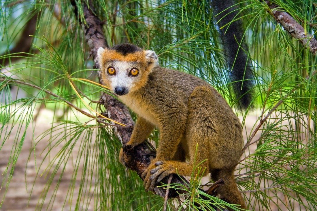 What Kind Of Lemur Is Clover - KibrisPDR