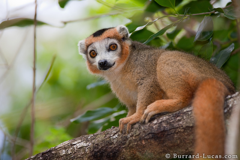 Detail What Kind Of Lemur Is Clover Nomer 7