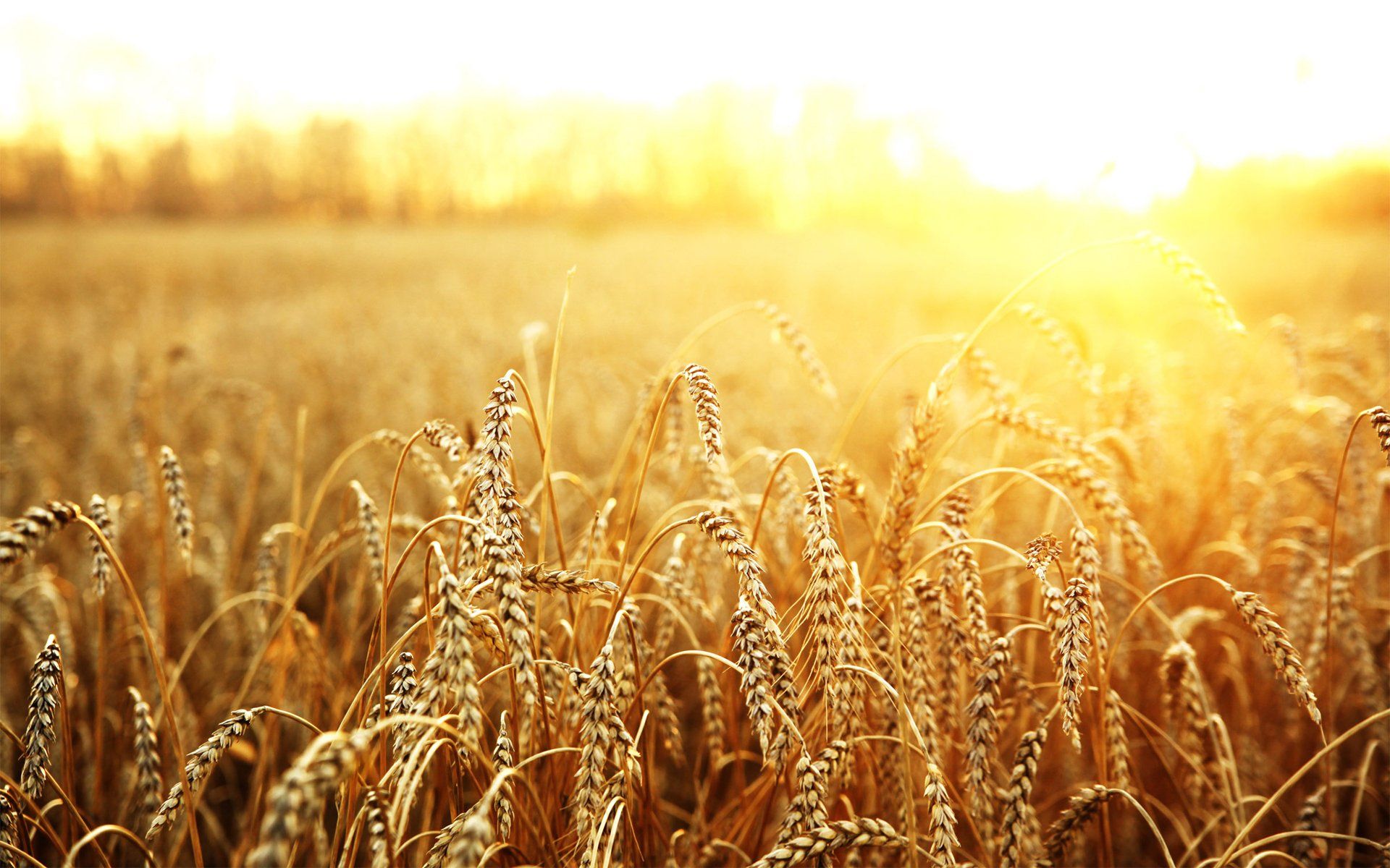 Detail Wheat Background Nomer 2