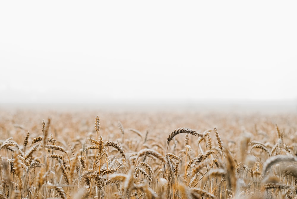 Detail Wheat Background Nomer 11
