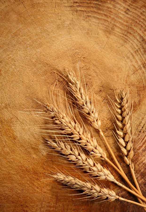 Detail Wheat Background Nomer 12
