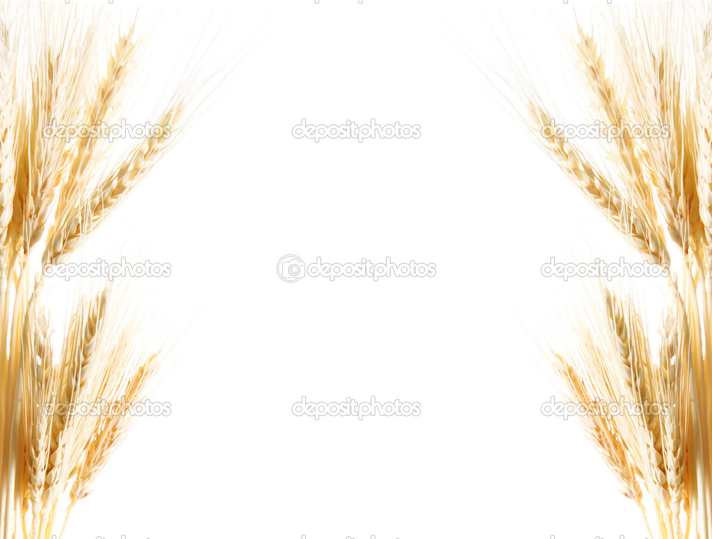 Detail Wheat Background Nomer 14