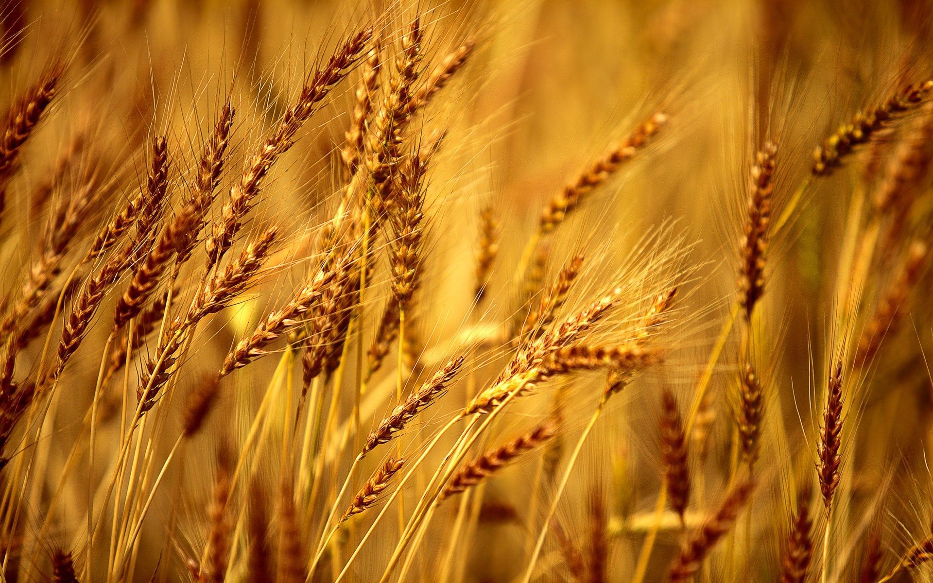 Detail Wheat Background Nomer 15