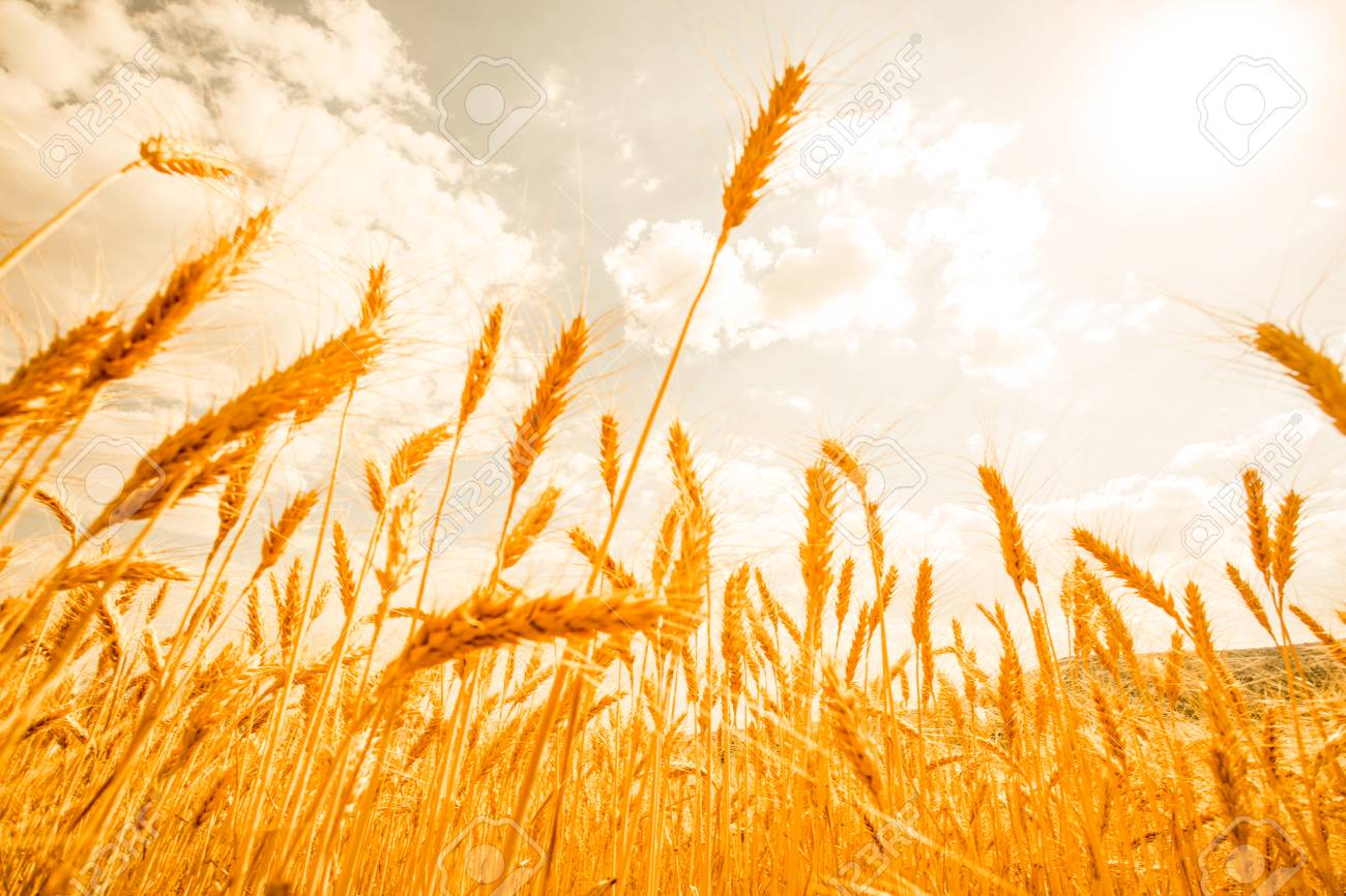 Detail Wheat Background Nomer 17
