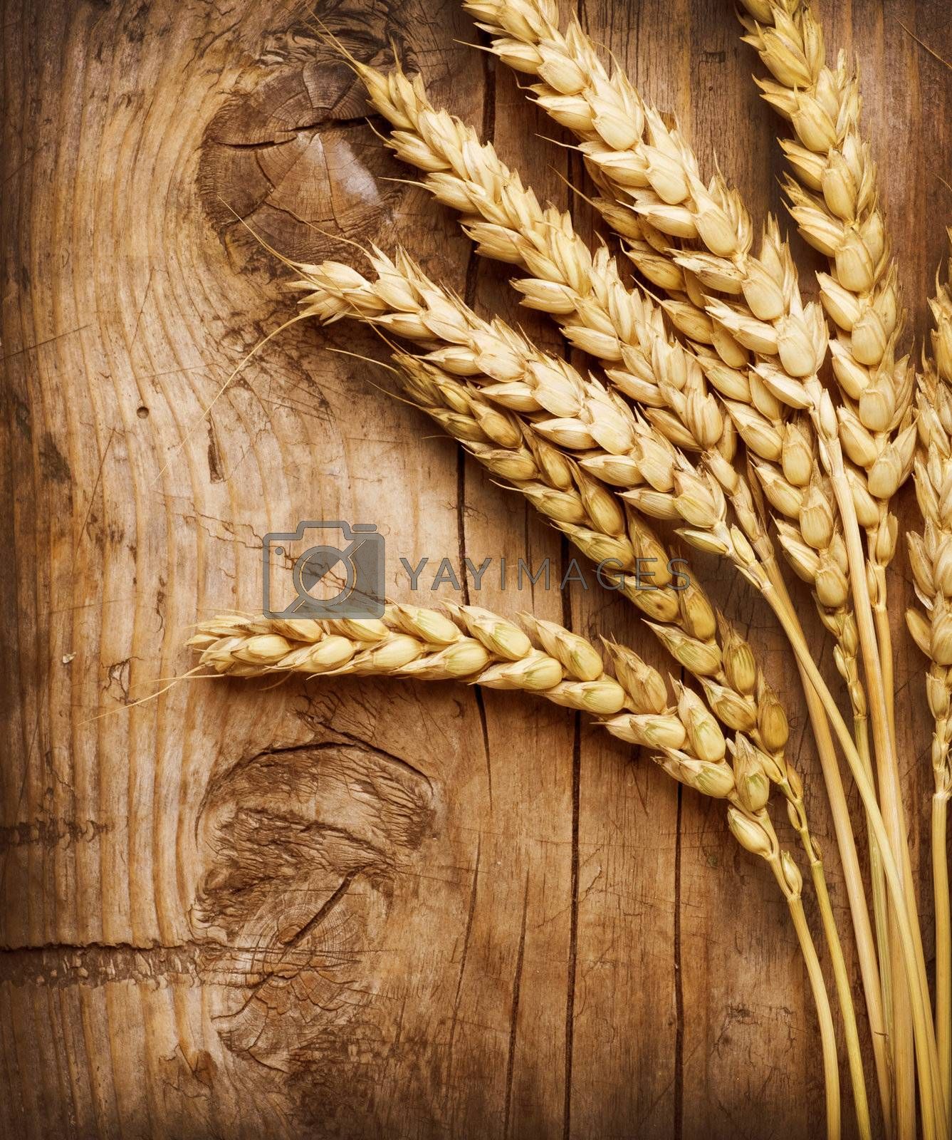 Detail Wheat Background Nomer 18