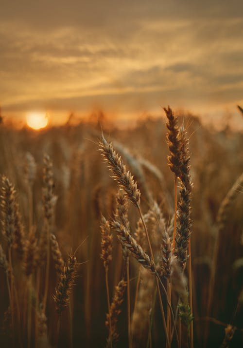 Detail Wheat Background Nomer 19